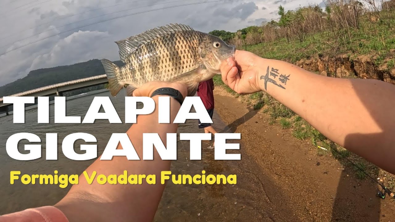 PESCARIA DE TILÁPIA EM MAIRIPORÃ-SP SÓ BRUTA!