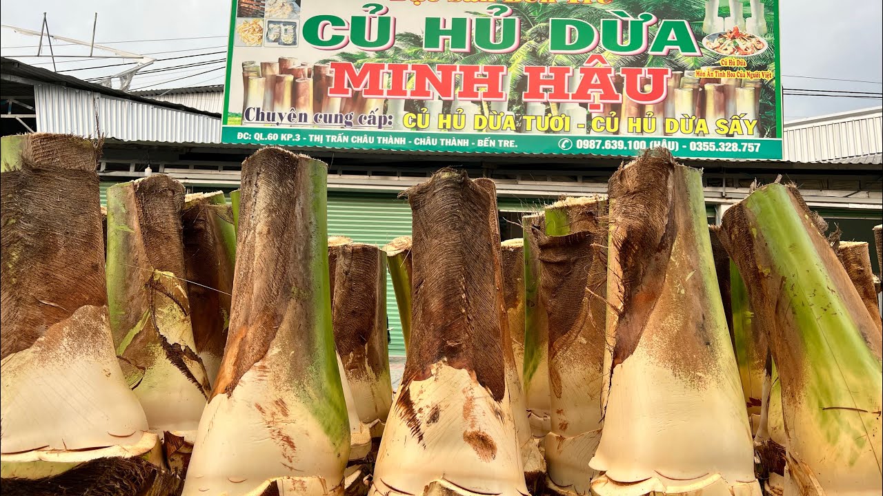 Củ hũ dừa bến tre . Minh hậu