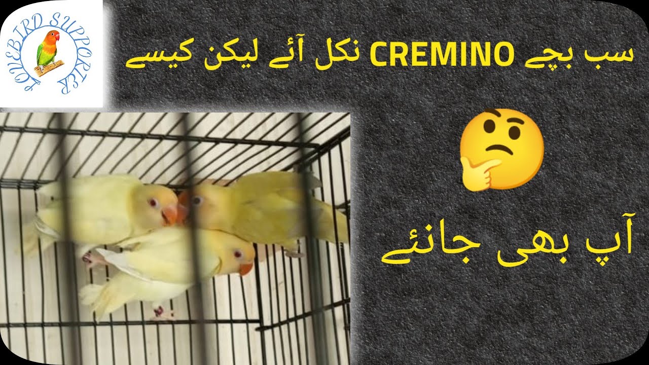 Produce All Chicks Creamino | Blue2 Best Pairing #creamino | ایک کلچ میں سب بچے کریمینو لیکن کیسے