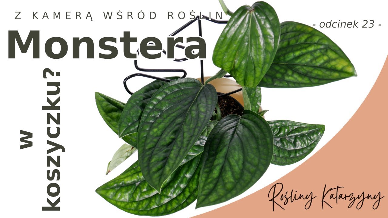 TEGO JESZCZE NIE BYŁO 🌱 Monstera Karstenianum (Peru) - 🪴 ZKWR 23