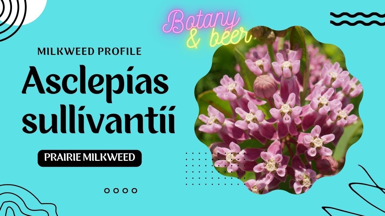 Milkweed Profile 05: Prairie Milkweed (Asclepias sullivantii)