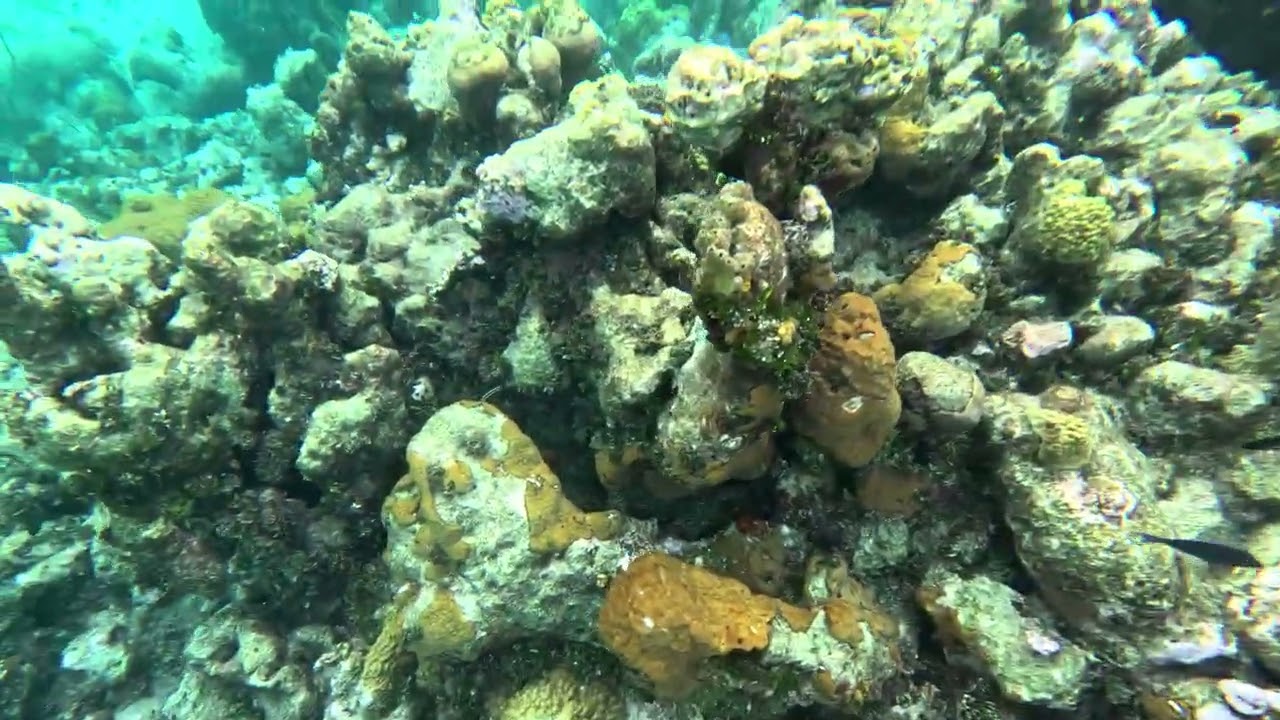 Snorkeling: Coral reefs and Sunken plane wreck (Norman's Cay, Exuma)