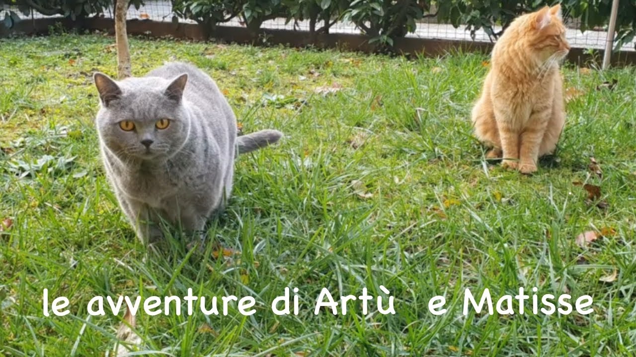 Le avventure di Matisse e Artù