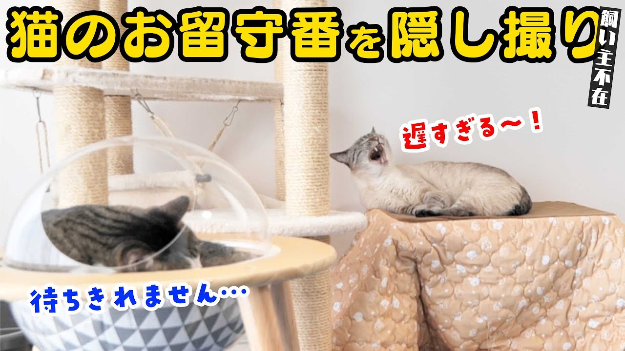 留守中、猫は何してる？兄弟猫の絆に胸が締め付けられました&hellip;