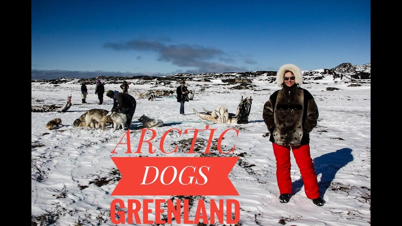 Dog Sledding in Greenland 🐕❄️