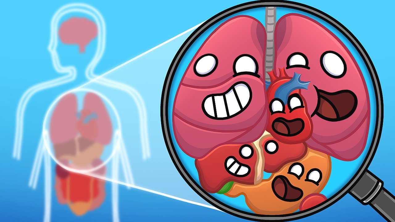Your human body in a nutshell