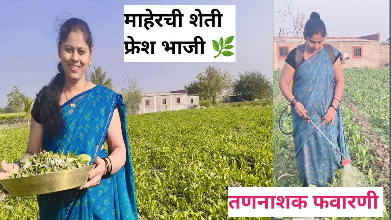 🌽तणनाशक फवारणी | आईच्या हातच जेवण✨ फ्रेश तांदूळसा आणि माठाची भाजी🌿पंढरपूरला जायची घाई 