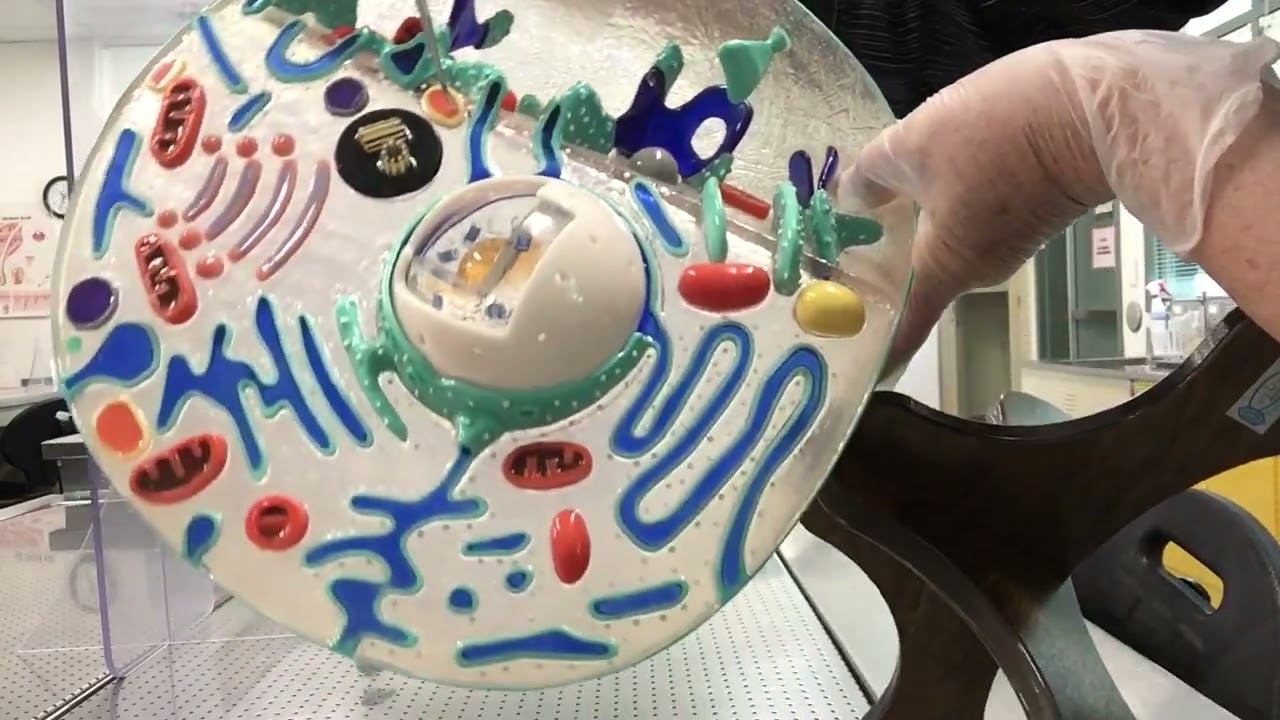 Human cell model