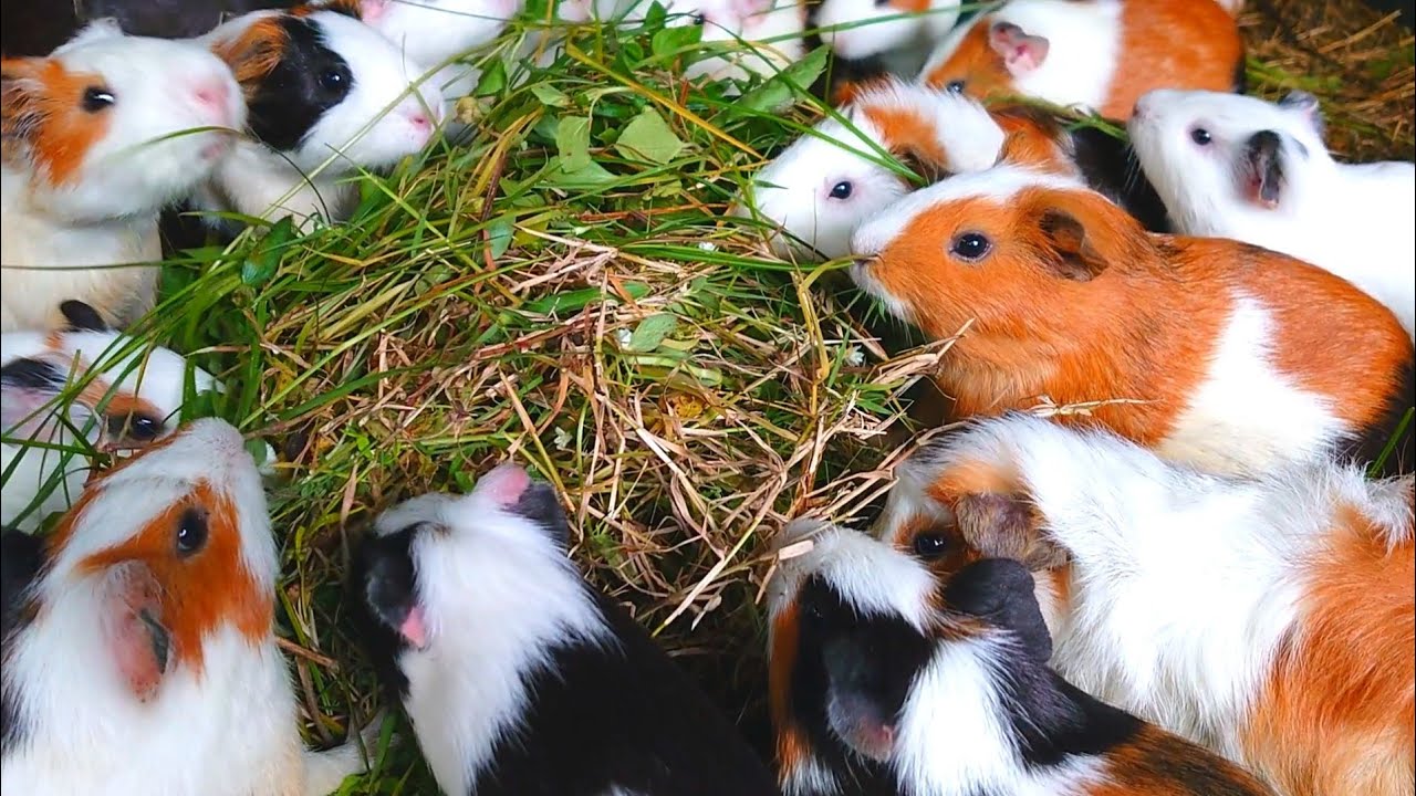 Guinea pigs eating asmr, funny guinea pig videos, cute guinea pig eating grass, guinea pig videos