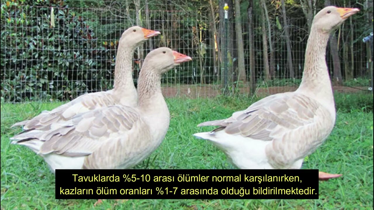 Kaz Yetiştiriciliği hakkında bilgi