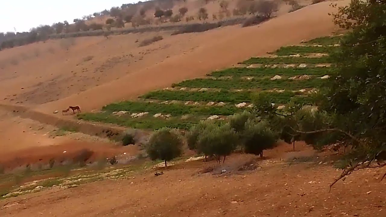 عيشون نواحي أحفير جبال بني الزناسين المنطقه الشرقيه عمالة بركان