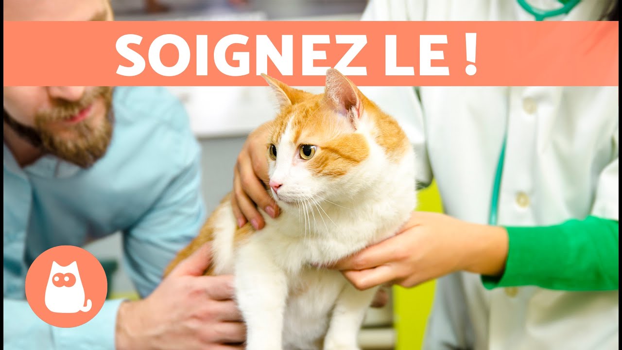 TEIGNE chez le CHAT - 7 REMÈDES MAISONS  🐱