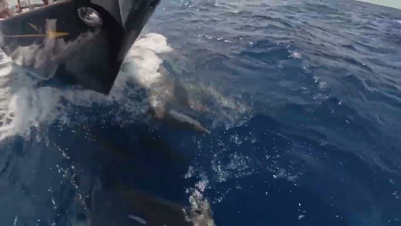 A special encounter in Mexico (make sure to watch long enough) 