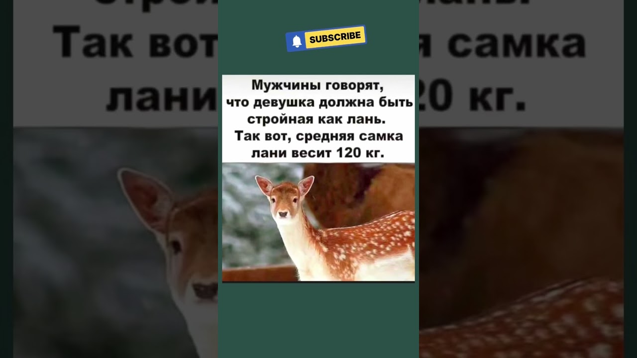 #мем #шуточное #юмор #смешновидео