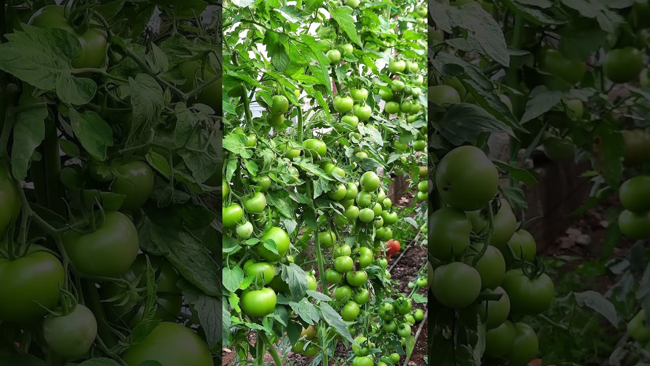 Serada domates nasıl yetiştirilir