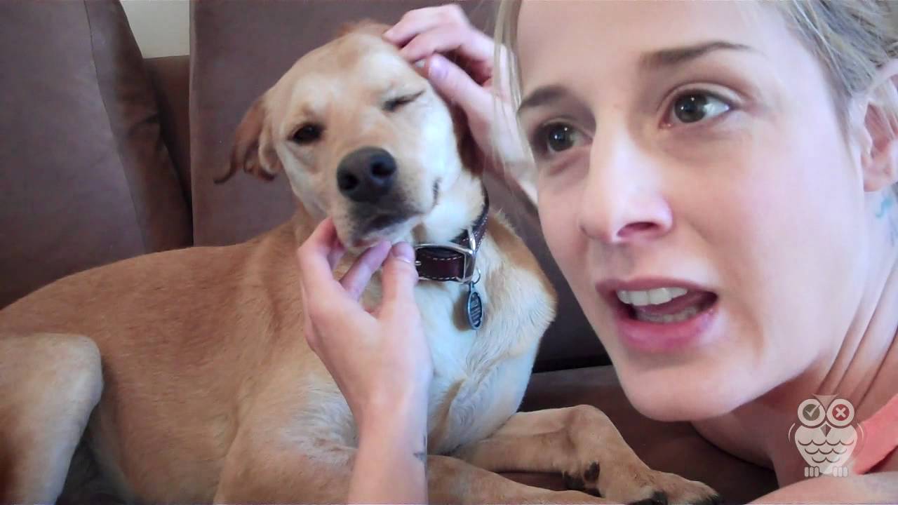 Plaque Blast Test Day #1: How Did My Dogs React?