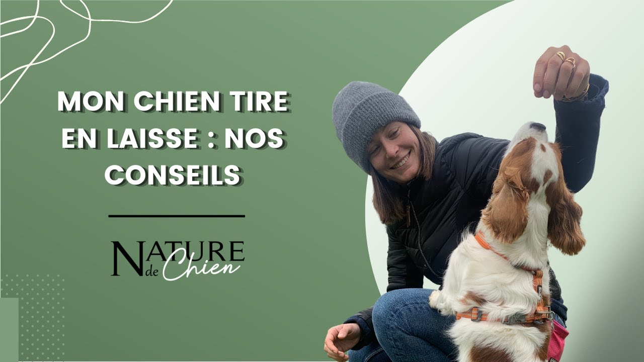 Apprendre la marche en laisse à son chien