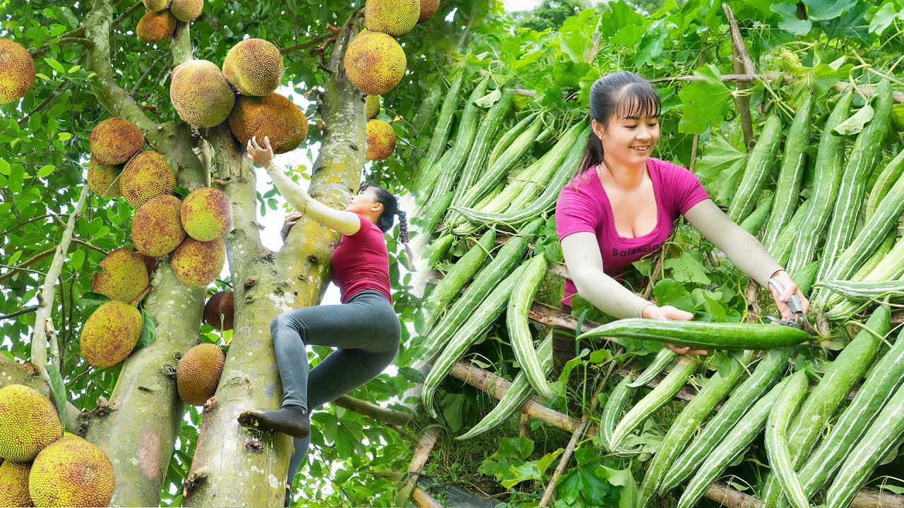 TIMELAPSE -- 266 Days Harvest 1000+ Japanese Luffa, Papaya, Jackfruit Go To Countryside Market Sell