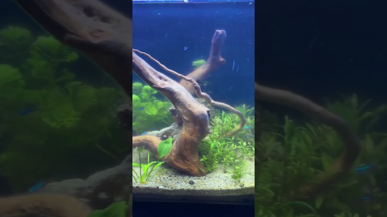 Natural Aquarium 