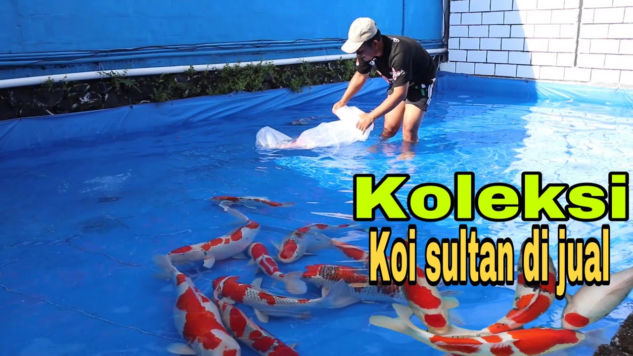 Angkat koi sultan di astro koi blitar
