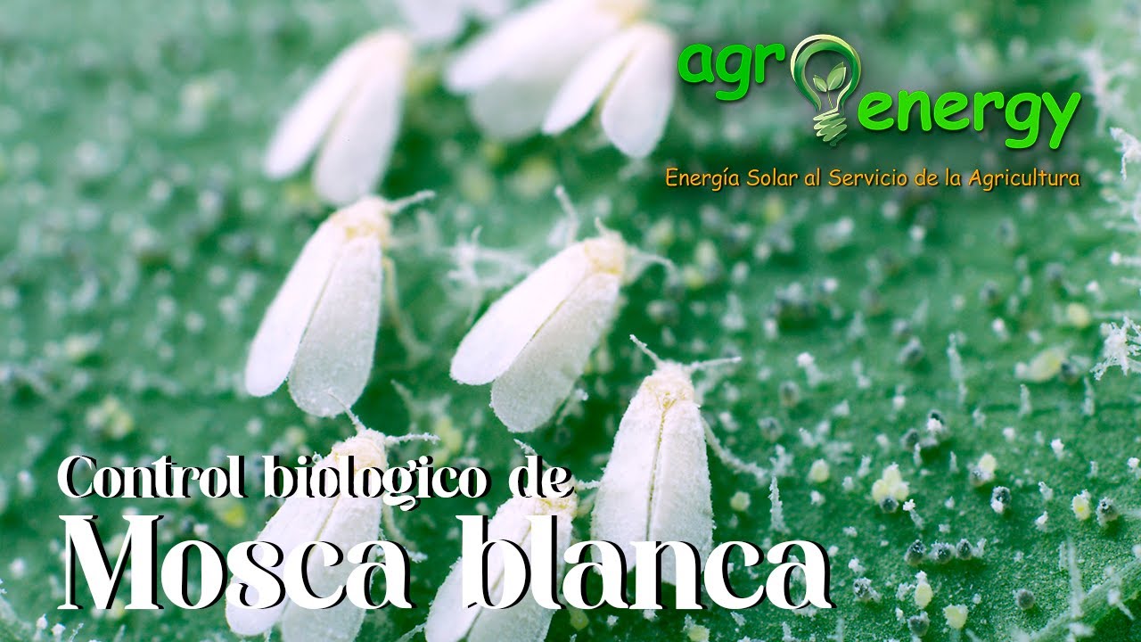 Control Biol&oacute;gico de Mosca Blanca