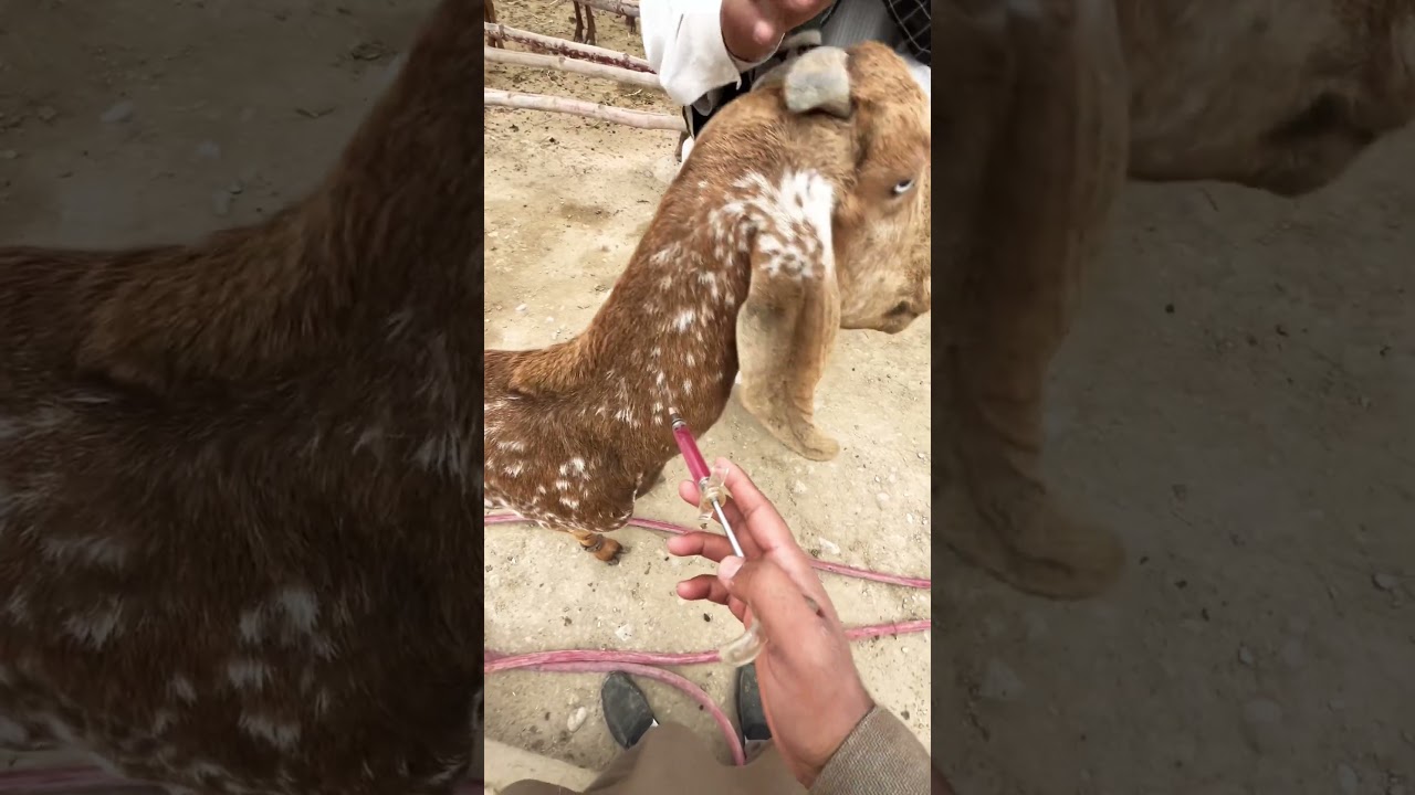 Give B12 injection to goat❤️