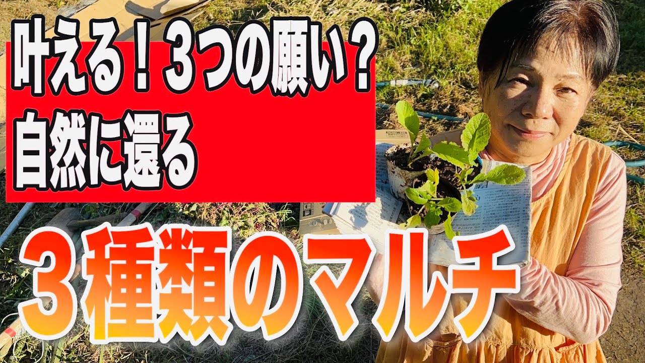 つぼみ菜を植えていきます