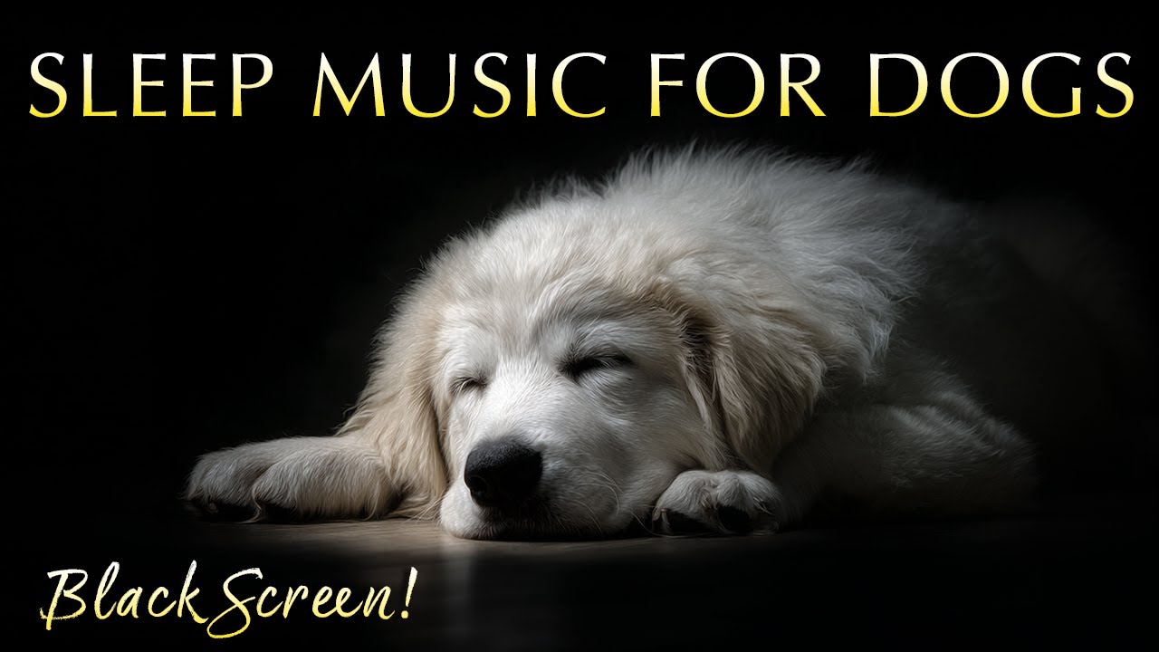 12-Hour Black Screen Dog Sleep Music 🐶 Deep Ambient Tones for Dogs & Humans