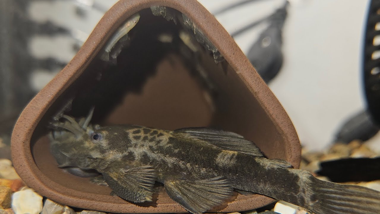 KING@SPL is live! New fish 🐟 ✨️