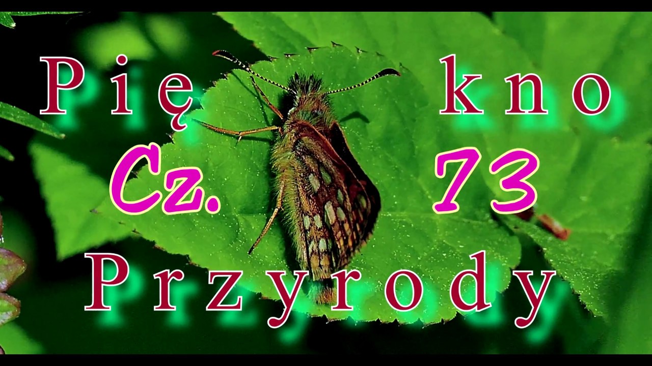 Piękno Przyrody cz  74 Motyle - Rusałka Pawik - 4k -Brzeźno