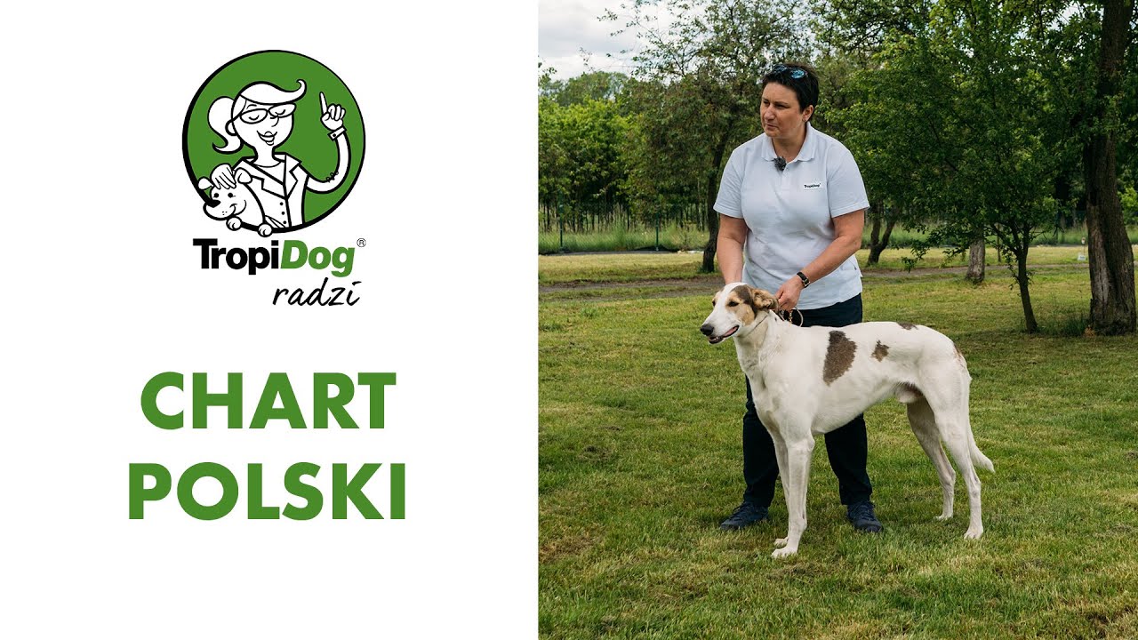Chart polski - psi szlachcic