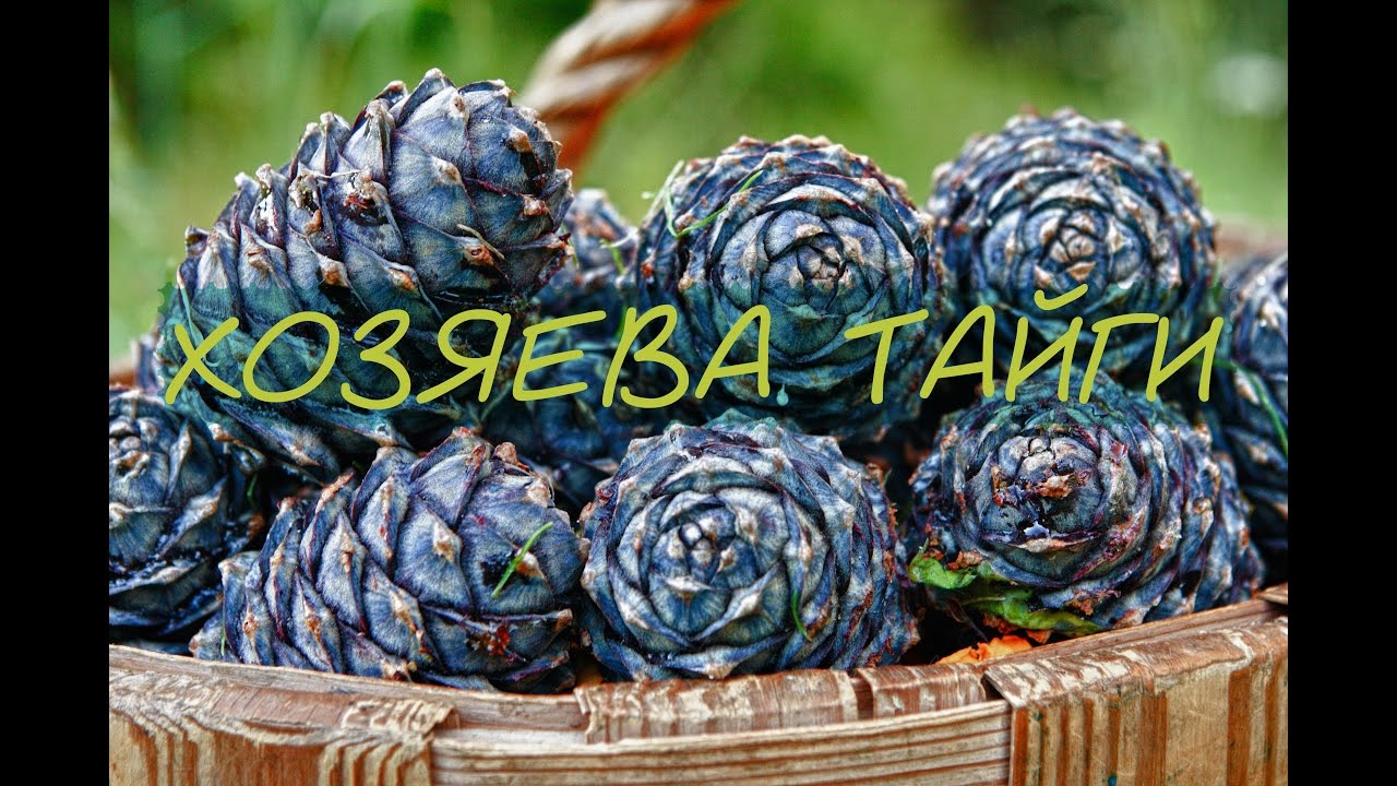 ХОЗЯЕВА ТАЙГИ. КОЛЯ ТЮКАЛОВ. Добыча кедровой шишки!