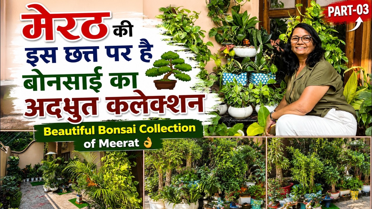 मेरठ की इस छत्त पर है बोनसाई का अदभुत कलैक्शन 🪴 Beautiful Bonsai Collection of Meerat 👌😊 Part-03
