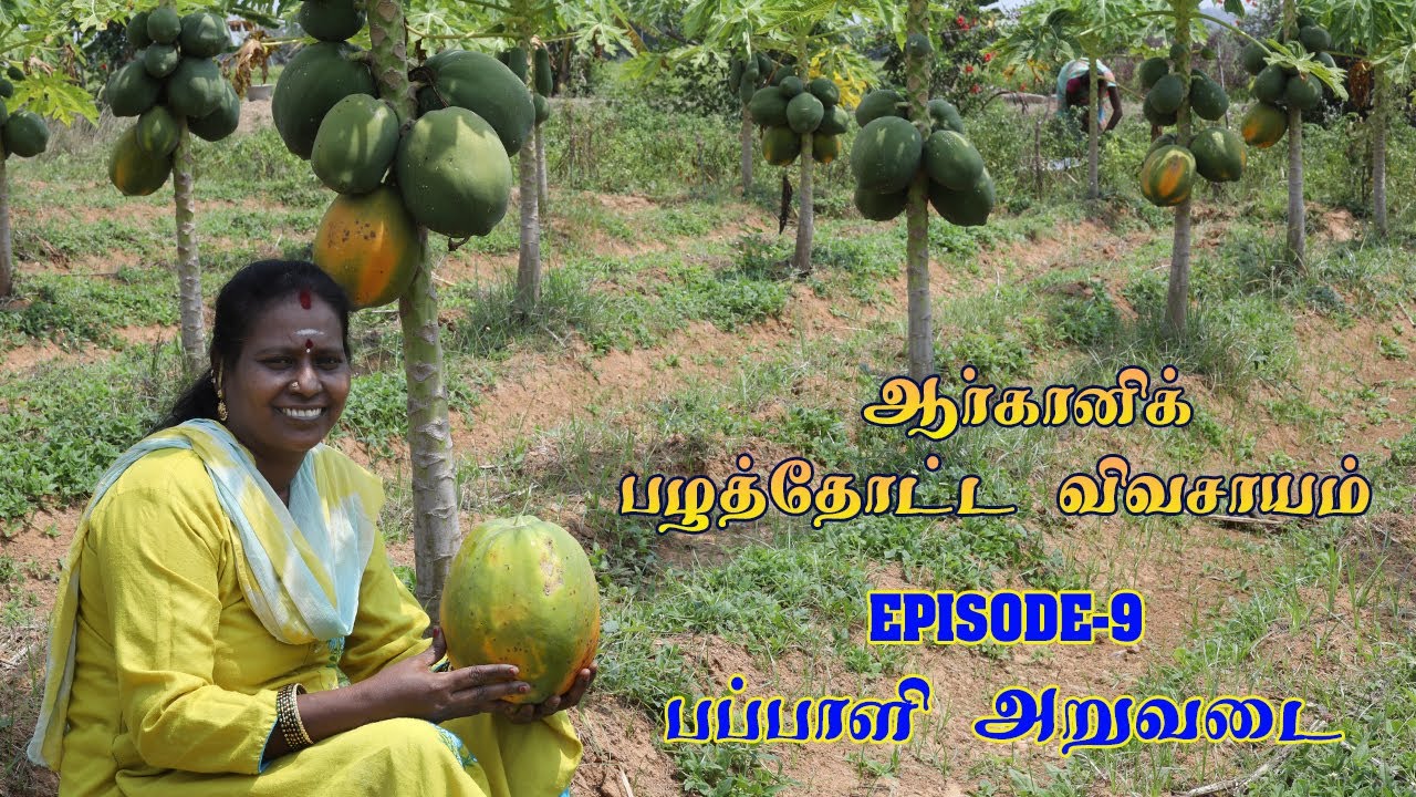ஆர்கானிக் பழத்தோட்ட விவசாயம் - Episode 9 | பப்பாளி அறுவடை | Papaya fruit cultivation