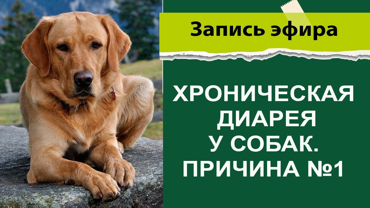 Хроническая диарея у собак причина №1