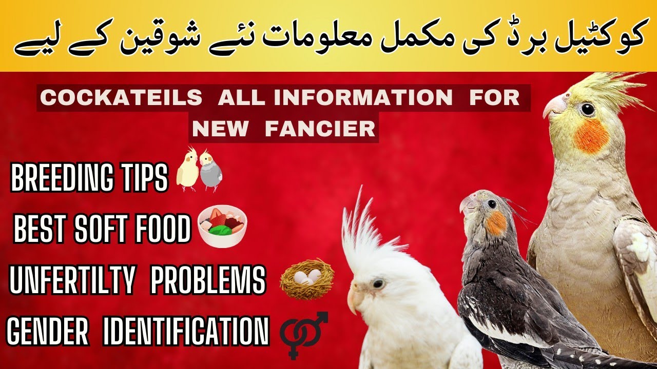 Cockatiel birds information for new fanciers | Cockatiel birds breeding tips |cockatiel gender.