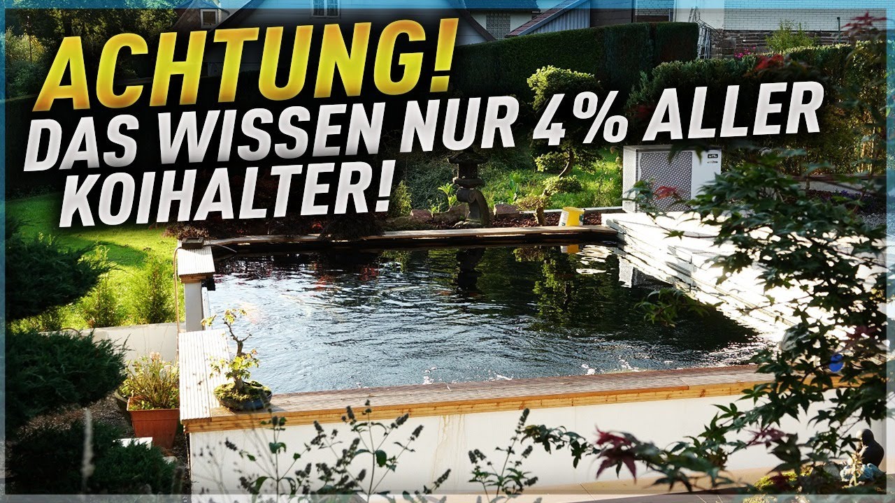 ACHTUNG: Das Wissen NUR 4% aller KOIHALTER! CO2 MANGEL am Koiteich!