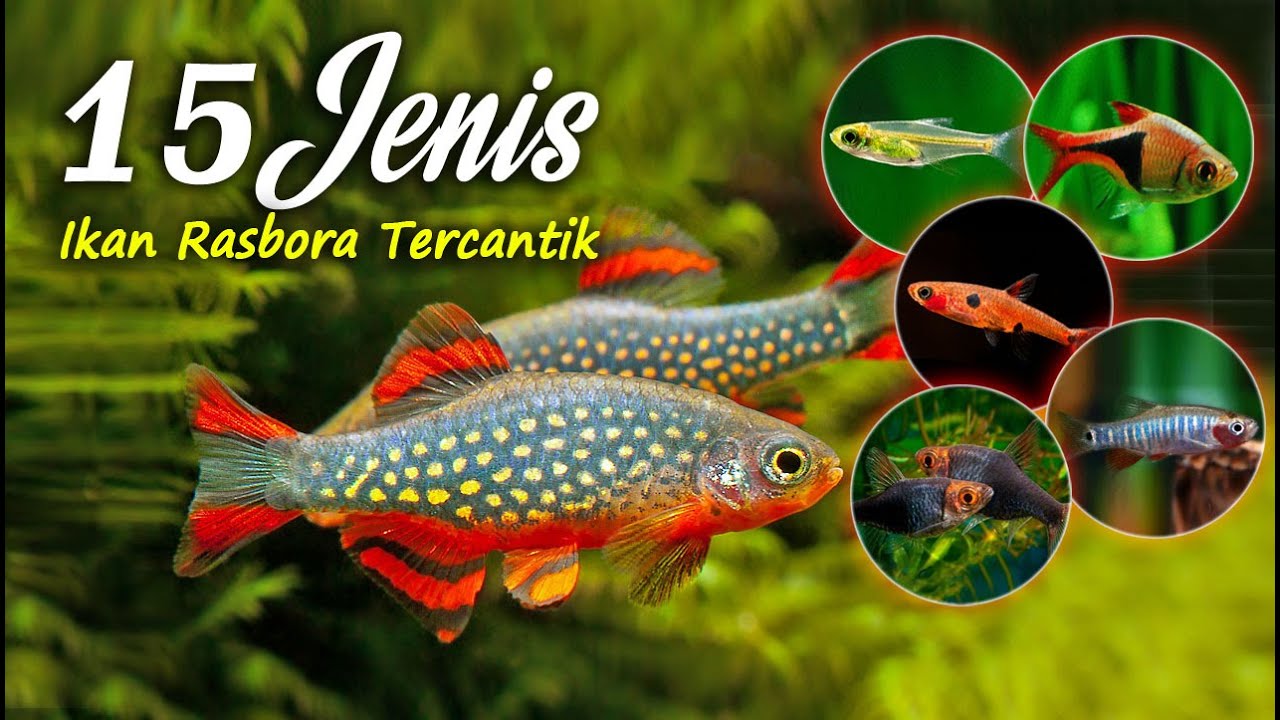 15 Jenis Ikan Wader / Rasbora Tercantik dan terpopuler