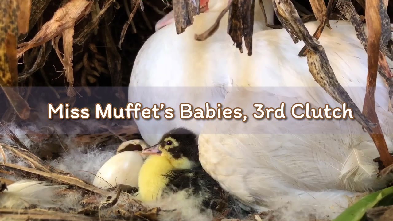 Baby Muscovy Ducks Time-lapse // Miss Muffet&rsquo;s 3rd Clutch. 🐥