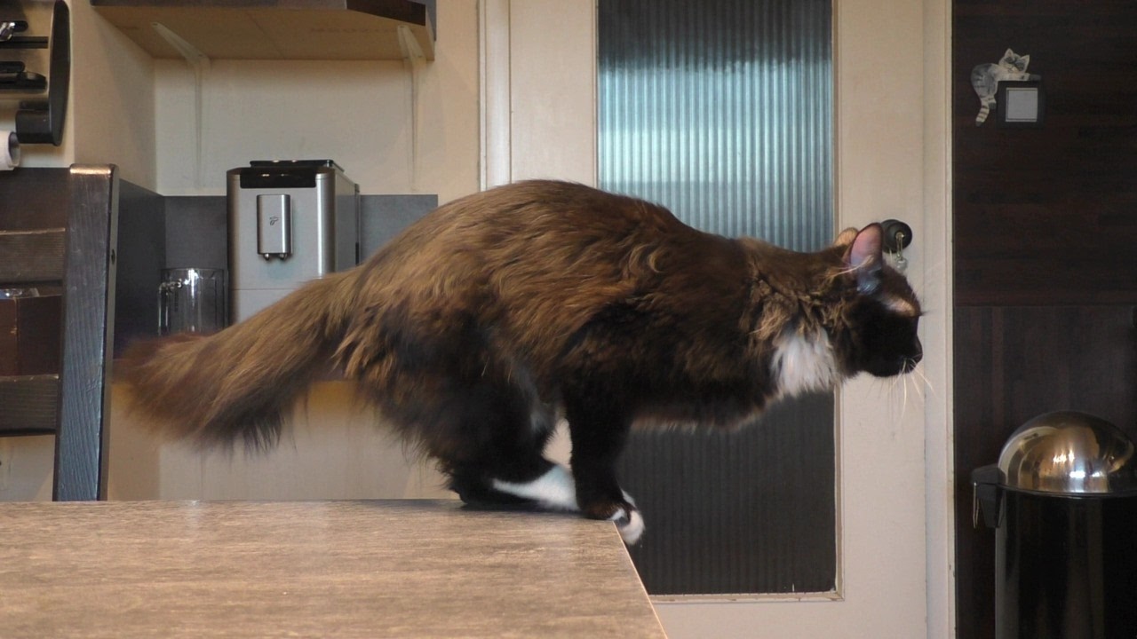 Ivy - Ein Katzensprung in Normalgeschwindigkeit und Zeitlupe - FHD