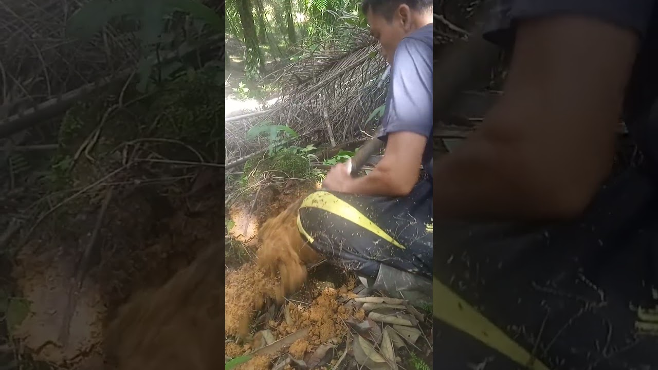 dapat ular ripong lagi hari ini