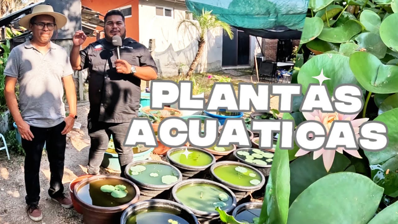 PLANTAS ACUÁTICAS, negocio rentable en la Acuacultura 🌱