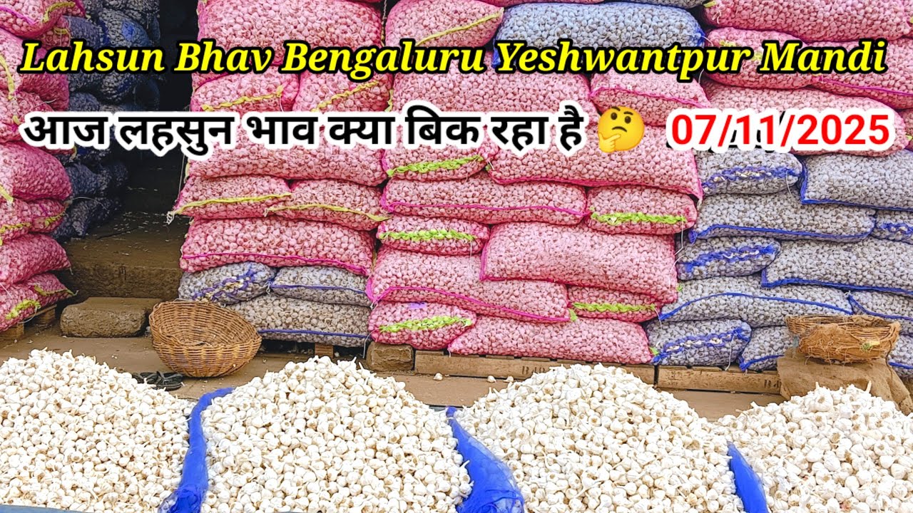 Wholesale Today garlic rate Bengaluru Mandi #onionreport #garlic #lahsun #lahsunbhav #belolli #poond