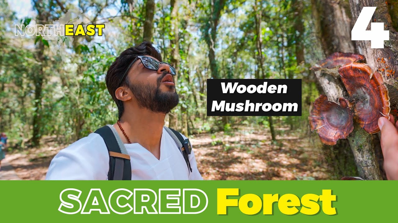 Mawphlang Sacred Forest of Meghalaya | #60daysofnortheastindia | EP 3