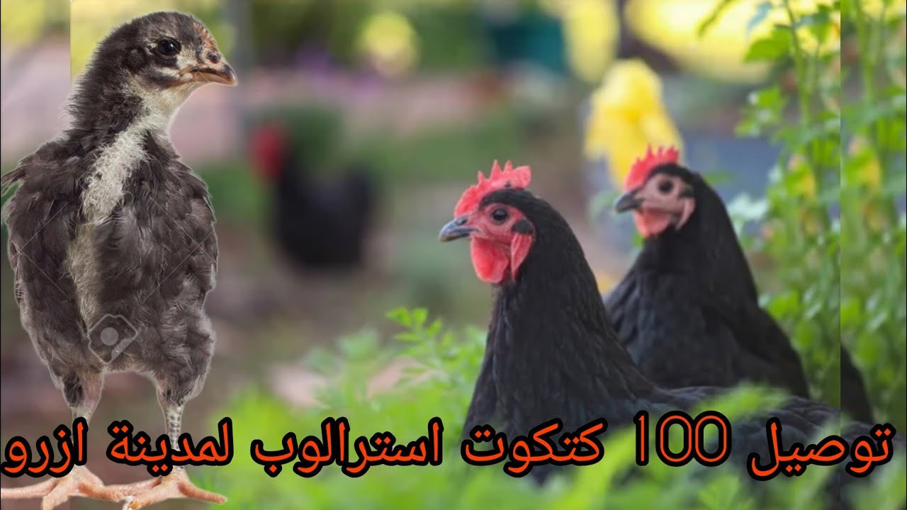 زرت مزرعة لبناني🇱🇧 مقيم فالمغرب🇲🇦  وصلت طلبية 100 كتكوت استرالوب لمدينة ازرو/مشيت البيطري/رحلة كاملة