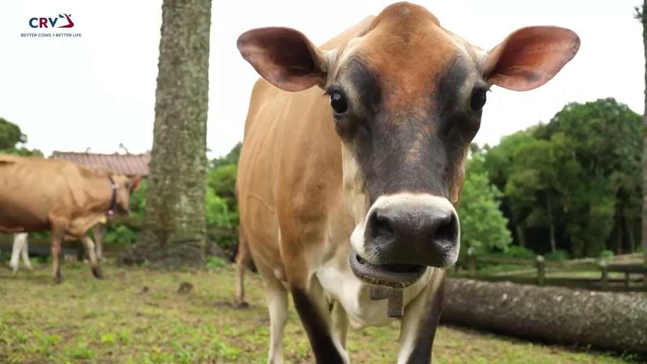 CRV EMBRYO RANCHO MAINARDES INSTITUCIONAL