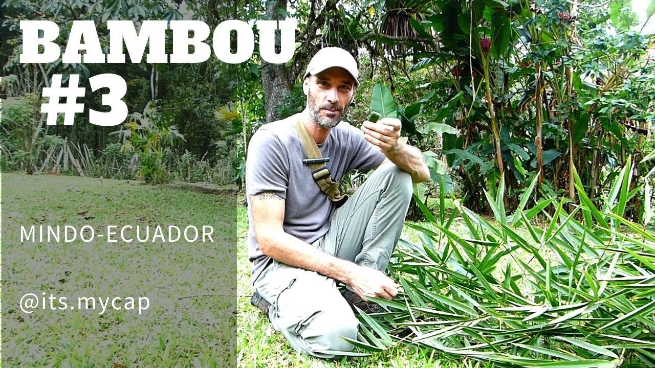 Comment traiter le bambou avant la construction, conseils et astuces d'un professionnel !!