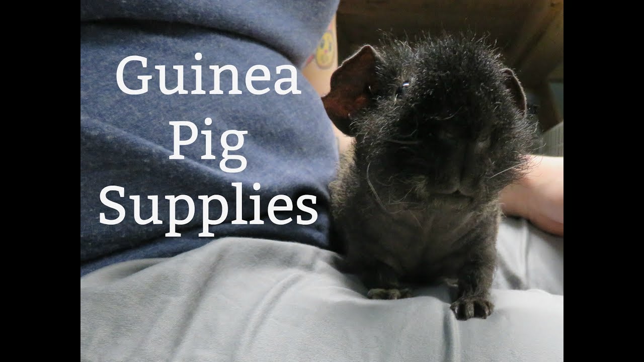 Guinea Pig Supplies: Everything I Use