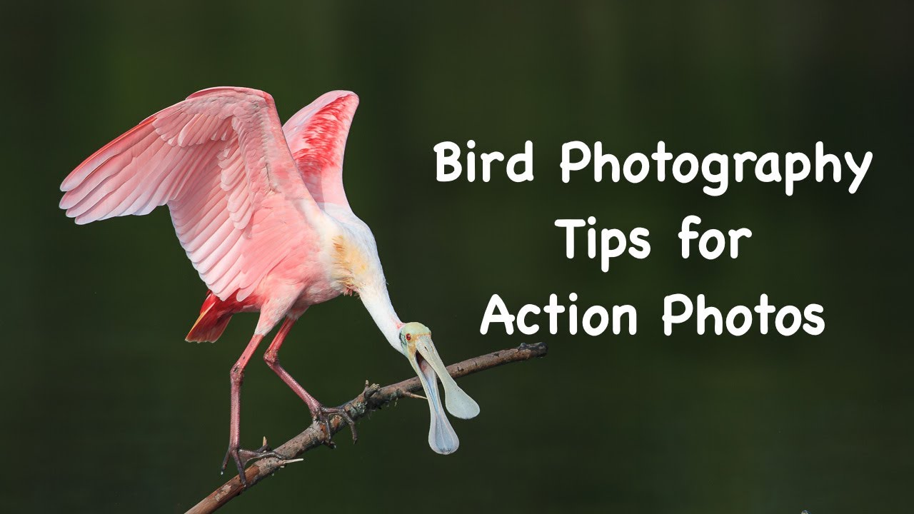Bird Photography Tips for Action Photos