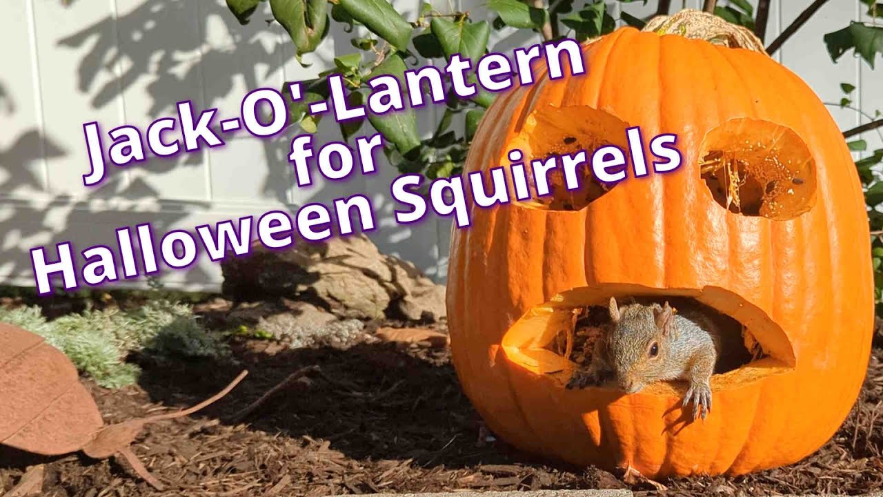 Halloween Jack O' Lantern for the Squirrels